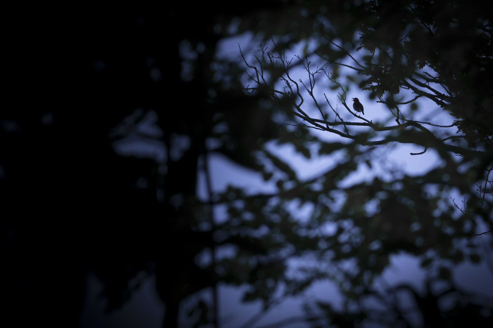 Lucas Mugnier - Dark wood