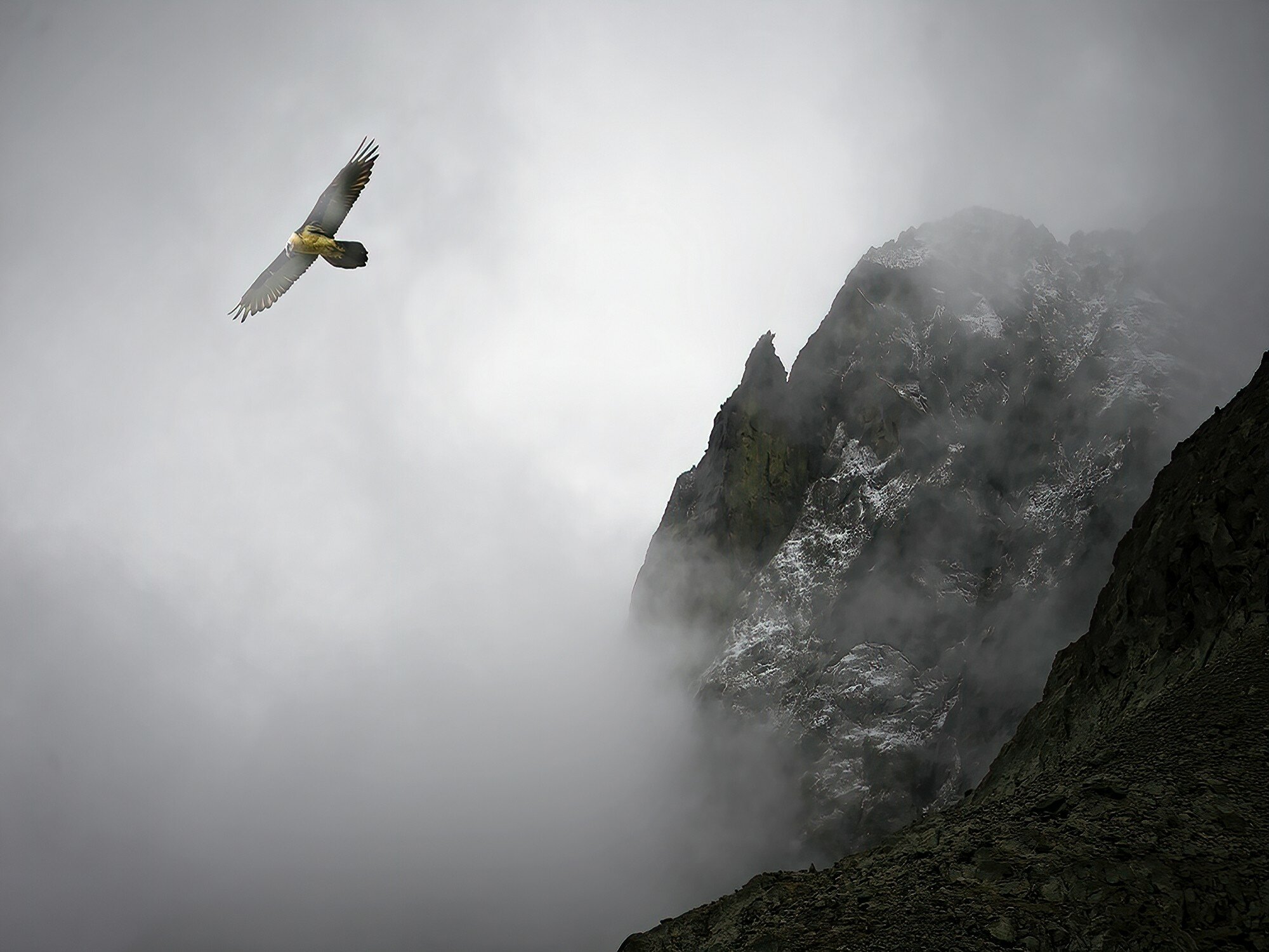 Robert Forte - Regard sauvage sur les Alpes