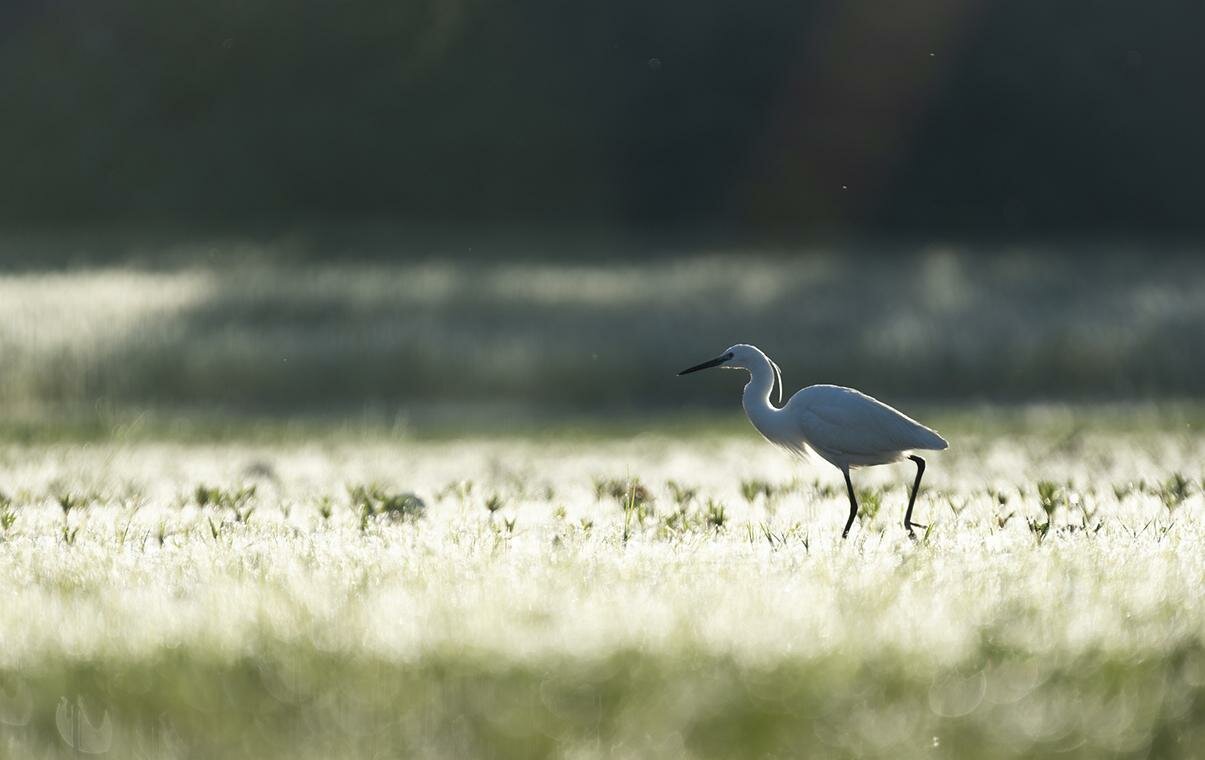 Diego Girvés - Egretta Garzetta